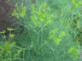 dill plant growing at Horsetail Herbs